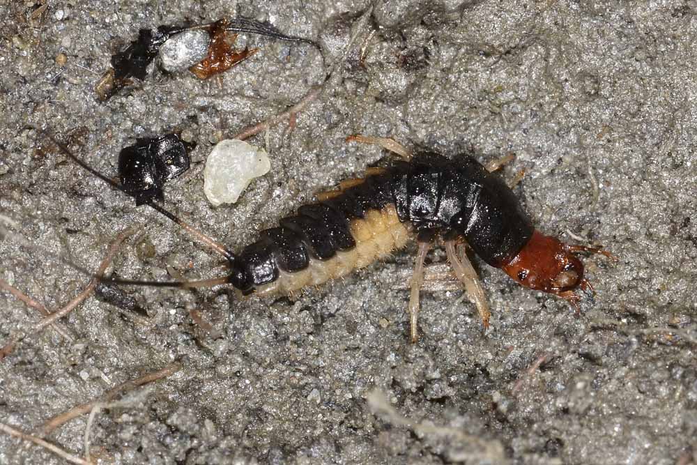 Larva di Carabidae: Chlaenius sp., forse C. velutinus